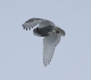 Snowy Owl 4_resize.jpg